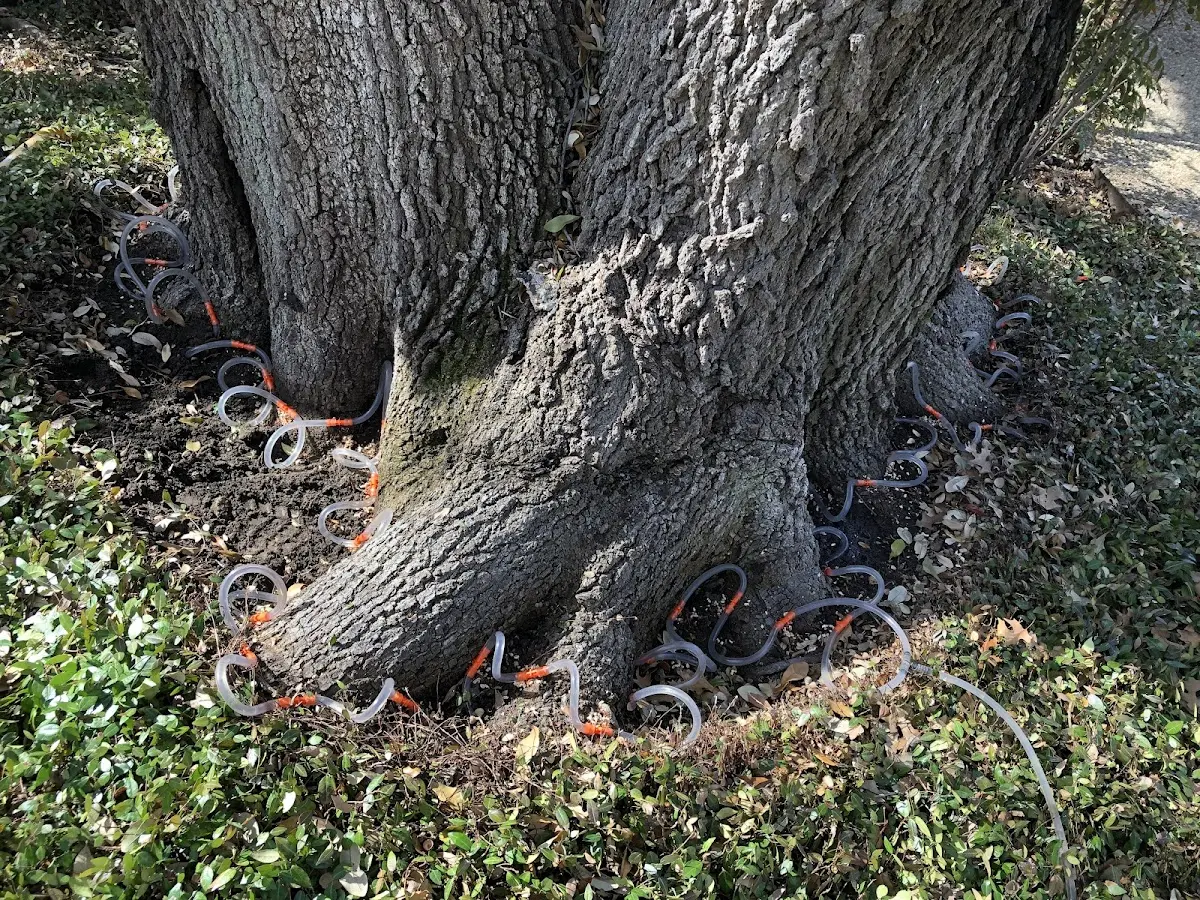 Detailed Shrub and Hedge Trimming job site in Des Allemands