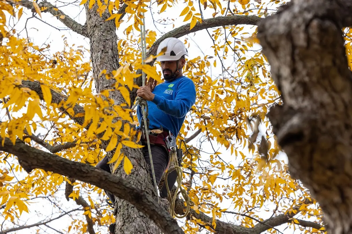 Skilled Tree Pruning crew working in Des Allemands