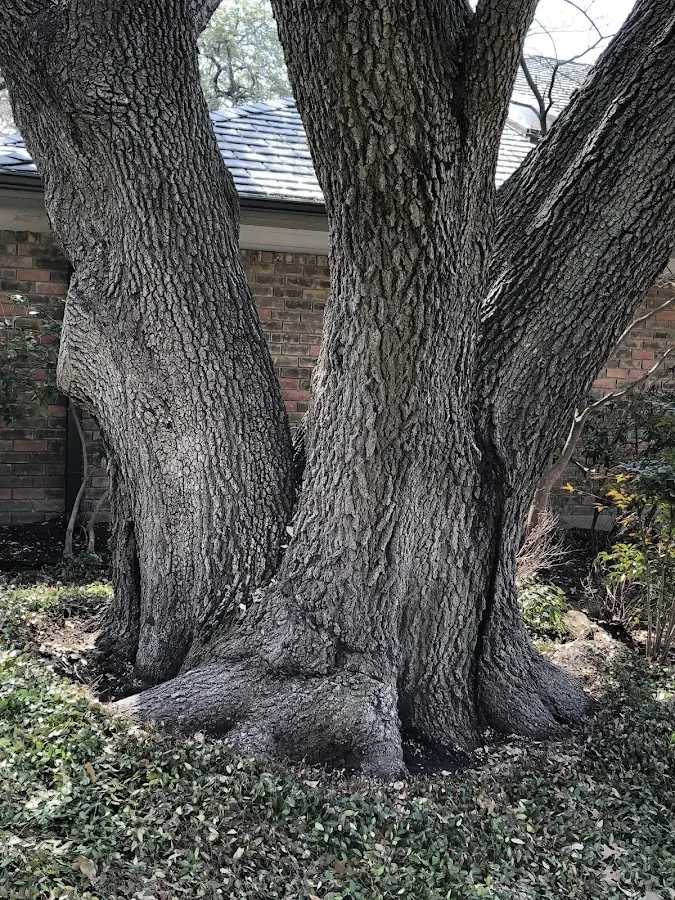 Mature heritage tree close to a Des Allemands property cared for by certified arborists